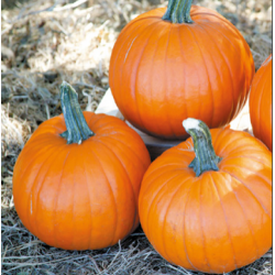 Dynia Magician F1 250 nasion EliSem st